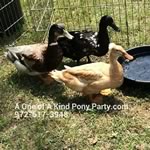 Dallas Texas Pony Party