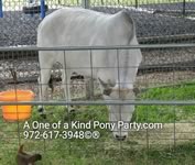 Dallas Texas Pony Party