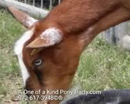 Dallas Texas Petting Zoo