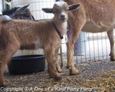 Easter Petting Zoo in Dallas Texas