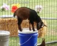 Single Animal |  Traveling Petting Zoo